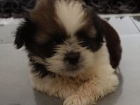 Shihtzu Puppies For Sale In Matara 
