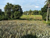 High Residential Land for Sale Kirillawala