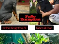The BEST European Doberman Litter in Sri Lanka 