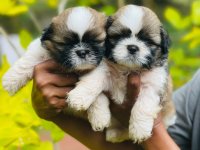 Shihtzu Puppies For Sale 