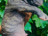 American Bully Puppies For Sale