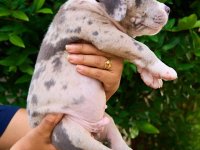 American Bully Puppies For Sale 