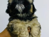 Shihtzu Puppies For Sale