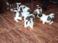 Shitzu Puppies For Sale