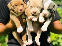 American Bully Xxl Puppies For Sale