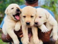 Labrador Puppies For Sale 