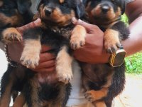 Rottweiler Male and Female Puppies