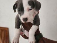 American Pitbull Terrier Puppies For Sale