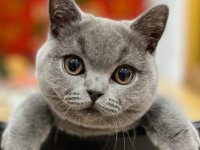 British Shorthair Cat / Kitten for sale 