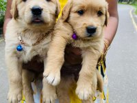 Golden Retriever Puppies For Sale 