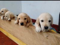 Labrador Puppies For Sale 
