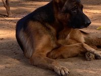 German Shepherd For Sale In Vavuniya