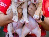 American Bully Puppies For Sale
