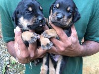 Rottweiler Puppies For Sale