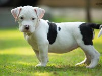 American Bully Xl Puppies For Sale