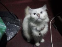 Persian Kitten For Sale