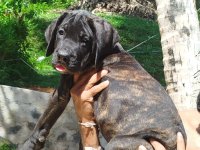 Cane Corso Puppy For Sale In Kaluthara 