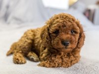 Toy Poodle Puppy For Sale 