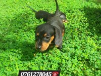 Dachshund Puppies For Sale