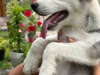 SIBERIAN HUSKY PUPPIES FOR SALE