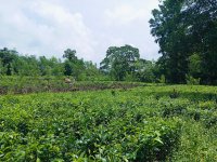 Valuble Land For Sale In Mathugama