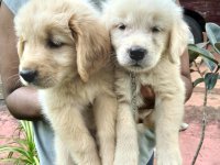 Golden Retriever Puppies For Sale 