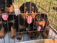 Rottweiler Puppies For Sale