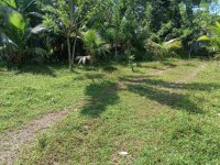 Land for Sale - Poddala , Galle 