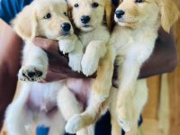 Golden Retriever Puppies For Sale In Ja Ela 