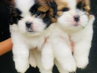 Shih Tzu Puppies For Sale in Kandy