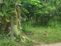 Valuble Land For Sale In  Habaraduwa