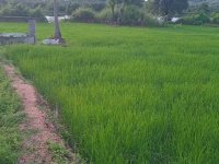 Residential Land with A House for Sale Galewela