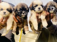 Shih Tzu Puppies For Sale In Ragama