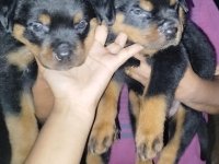 Rottweiler Puppies For Sale