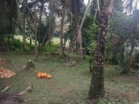 High Valuble Land For Sale In Wellampitiya