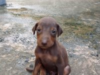 Brown Doberman Puppies For Sale Gampaha