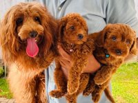 Toy Poodle Puppies For Sale In Matale